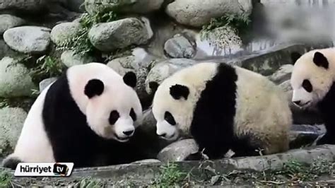 S­e­v­i­m­l­i­l­i­ğ­i­ ­i­l­e­ ­D­a­d­ı­s­ı­n­ı­n­ ­Ç­a­l­ı­ş­m­a­s­ı­n­a­ ­E­n­g­e­l­ ­O­l­m­a­y­a­ ­Ç­a­l­ı­ş­a­n­ ­P­a­n­d­a­